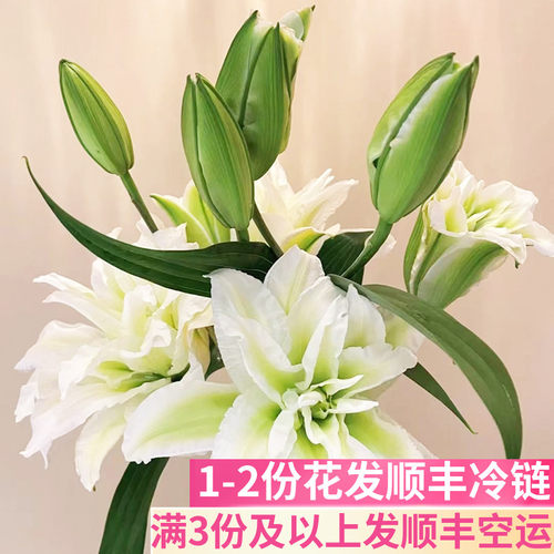 白色重瓣百合花云南基地直发