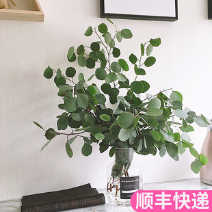 尤加利叶苹果叶配叶配花鲜花云南直发昆明基地斗南花市插花水养