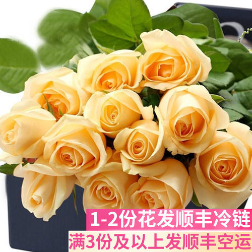 香槟色玫瑰花鲜花基地直发