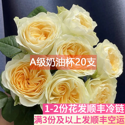 A级奶油杯玫瑰花基地直发