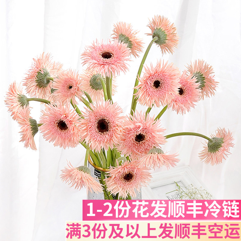 拉丝菊非洲菊云南基地直发