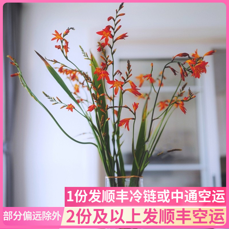 火焰兰客厅鲜花基地直发