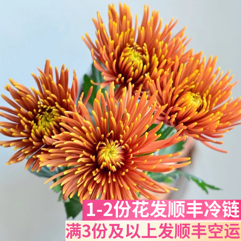 烟花菊客厅鲜花基地直发