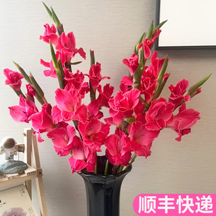 皇家玫瑰剑兰玫红色节节高斗南鲜花基地直发花卉市场批鲜切发顺丰