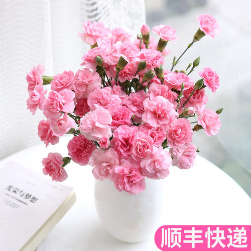多头康乃馨鲜花基地直发