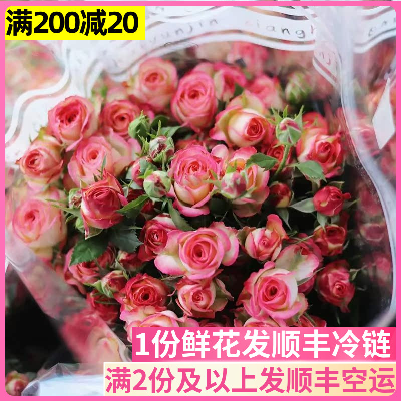 爱丽丝多头玫瑰客厅鲜花基地直发