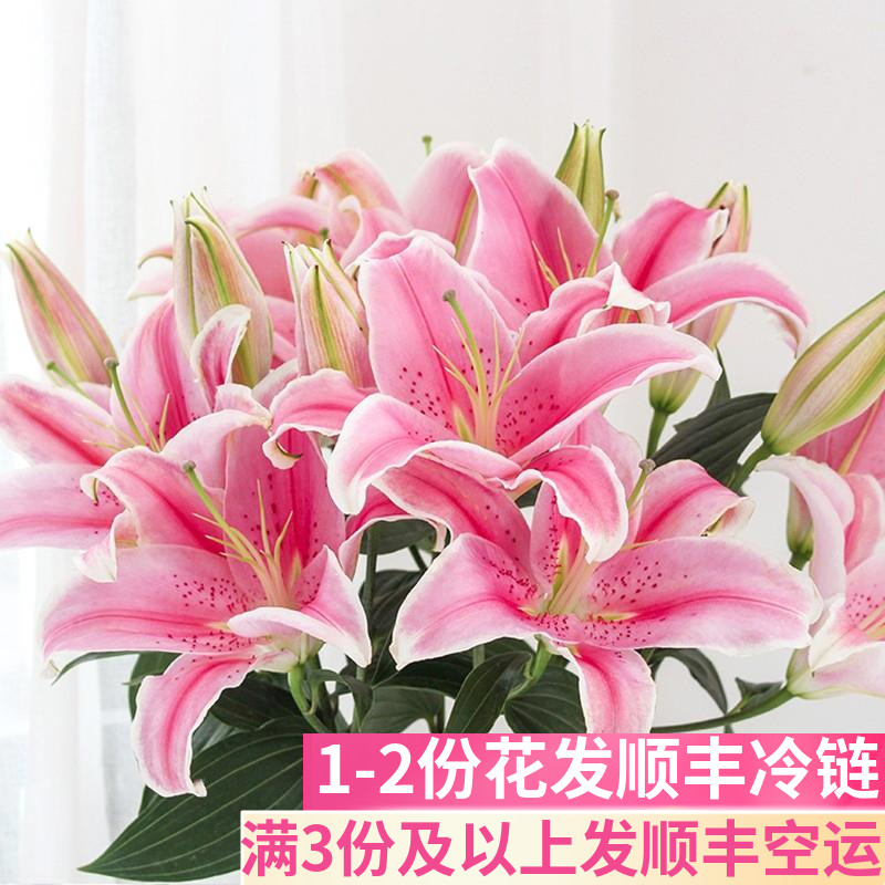 粉色香水百合鲜花索尔邦鲜切花云南基地直发客厅家用插花婚礼真花