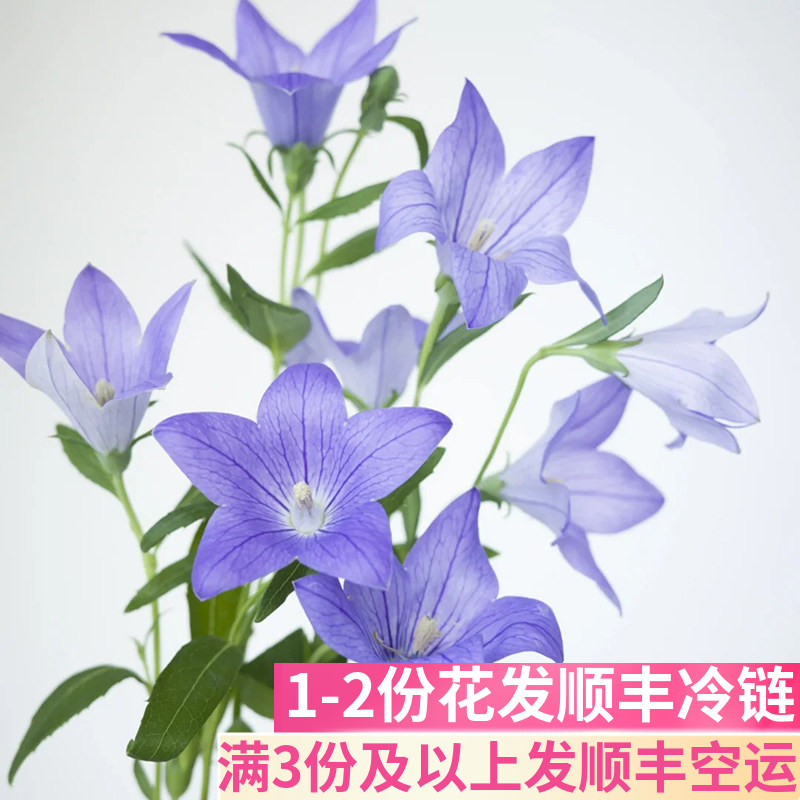 中国桔梗鲜花中华五星插花