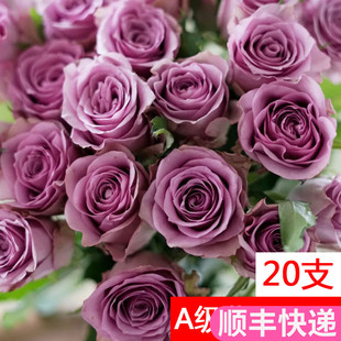 A级紫霞仙子玫瑰鲜花云南直发直批昆明基地斗南花市水养插花紫色