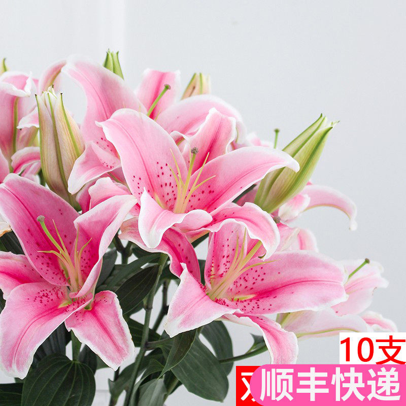 粉色香水百合鲜花云南直发斗南花市索尔邦新鲜带花苞发货基地花卉