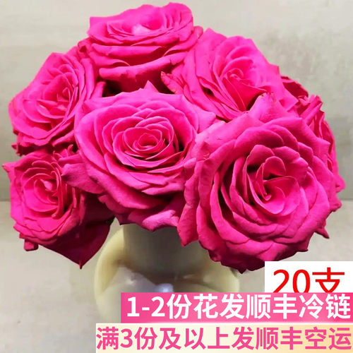 a级弗洛伊德玫瑰花基地直发