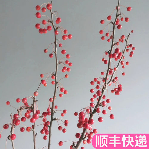 海棠果红色小苹果基地直发