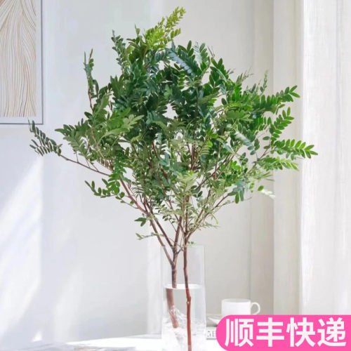 清香木鲜切枝基地直发