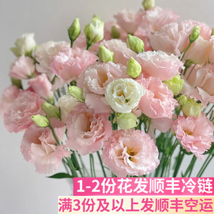 肉粉色洋桔梗搭配稀有斗南鲜花基地直发昆明花卉市场批鲜切发顺丰