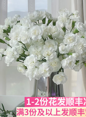 白茉莉多头康乃馨室内客厅插花
