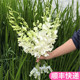 泰国进口白色洋兰鲜切花云南昆明斗南鲜花基地直发束家用真花水养