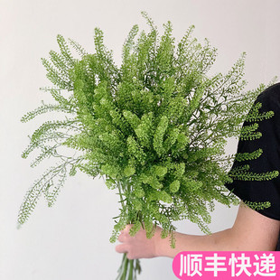 绿铃草云南直发直批昆明基地插花新鲜斗南水养花市花束配草绿灵草