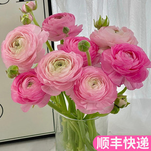 洋牡丹鲜花毛茛云南斗南基地直发昆明花卉市场插瓶水养顺丰真花