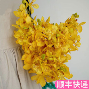 泰国进口千代兰黄色鲜切花云南昆明斗南鲜花基地直发束家用洋兰
