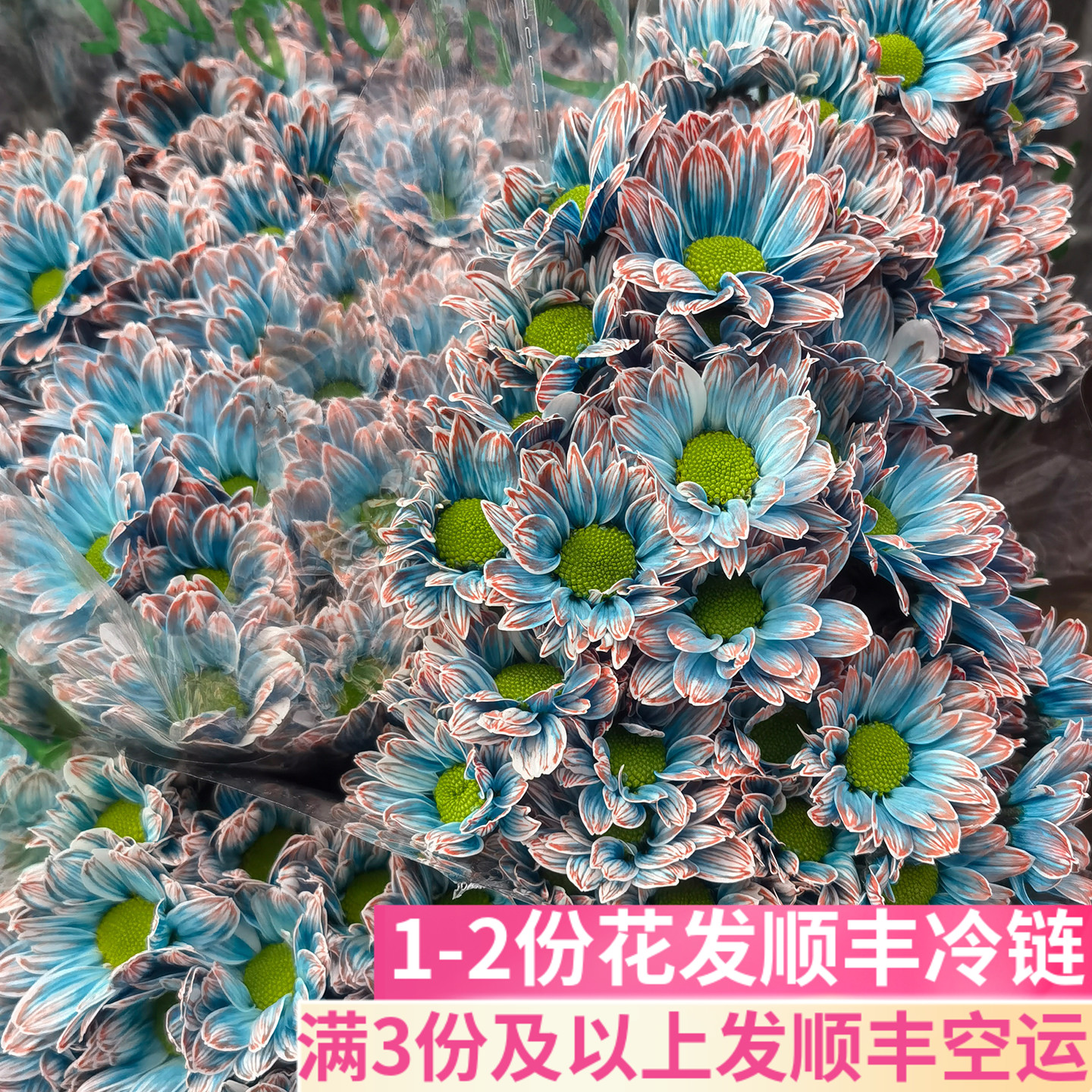 吸色菊小菊雏菊鲜花真花