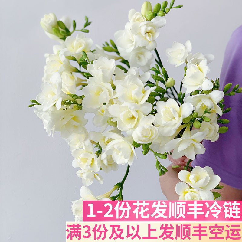 香雪兰鲜切花小苍兰鲜花插花