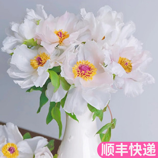 油画牡丹油牡丹斗南鲜花基地直发家用花卉市场批鲜切花发真花插花