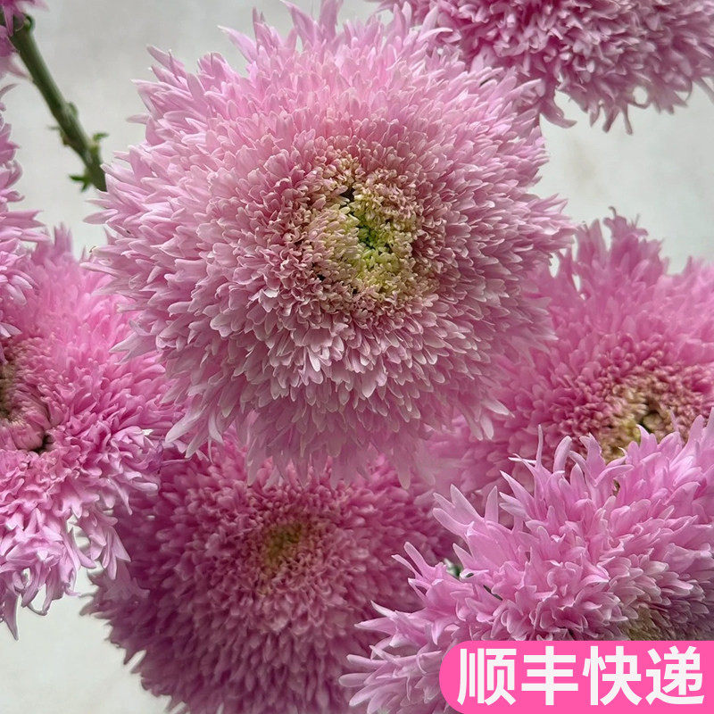 面包菊重瓣泰迪斗南鲜花基地直发昆明花卉市场市真花插花粉色顺丰