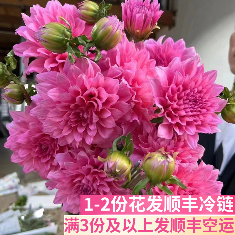 大丽花鲜切花云南基地直发