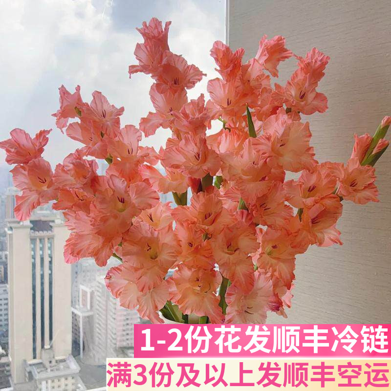 剑兰鲜花鲜切花基地直发