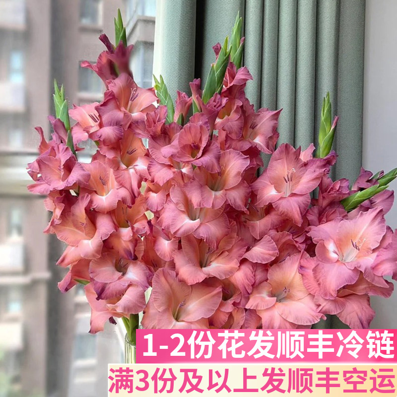 剑兰复古巧克力基地直发