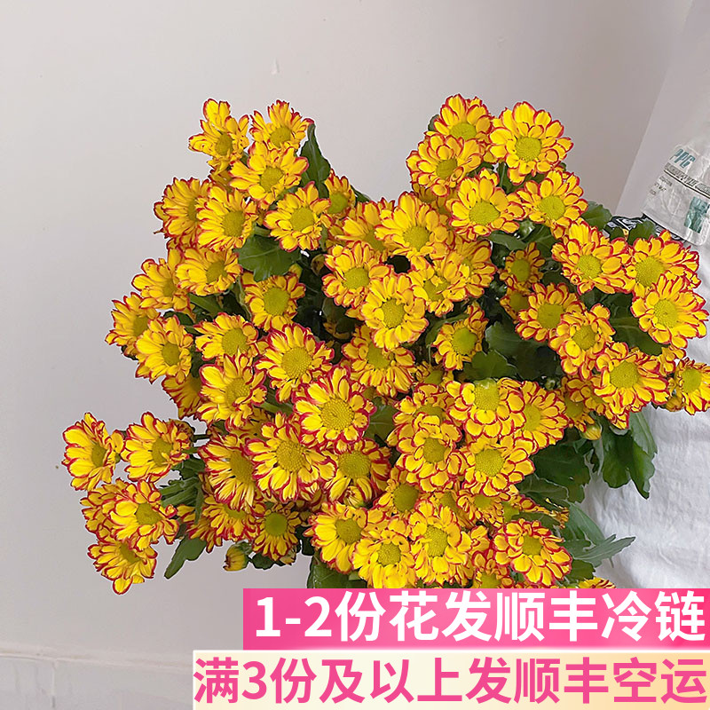 罗马假日雏菊客厅鲜花基地直发
