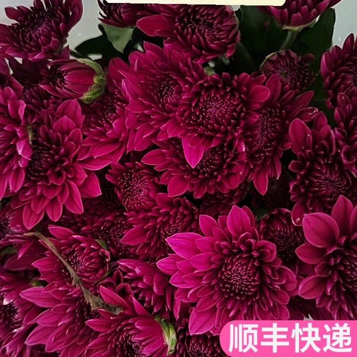 紫丹特紫色小雏菊云南斗南鲜花基地直发昆明花卉市场插瓶小菊家用