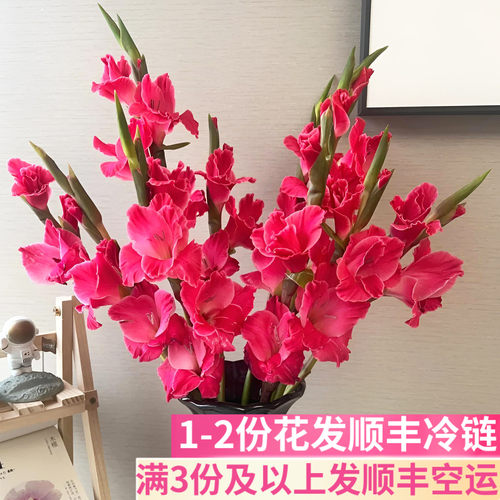 皇家玫瑰剑兰云南基地直发