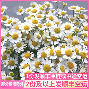 基地小洋甘菊鲜花花束云南直发昆明斗南花市插花水养真花花卉市场