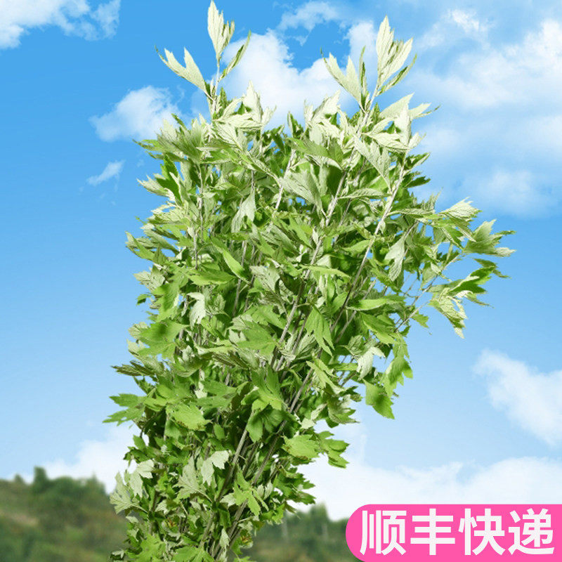 艾草艾叶端午节门挂云南斗南鲜花基地直发昆明花卉市场批鲜切花发