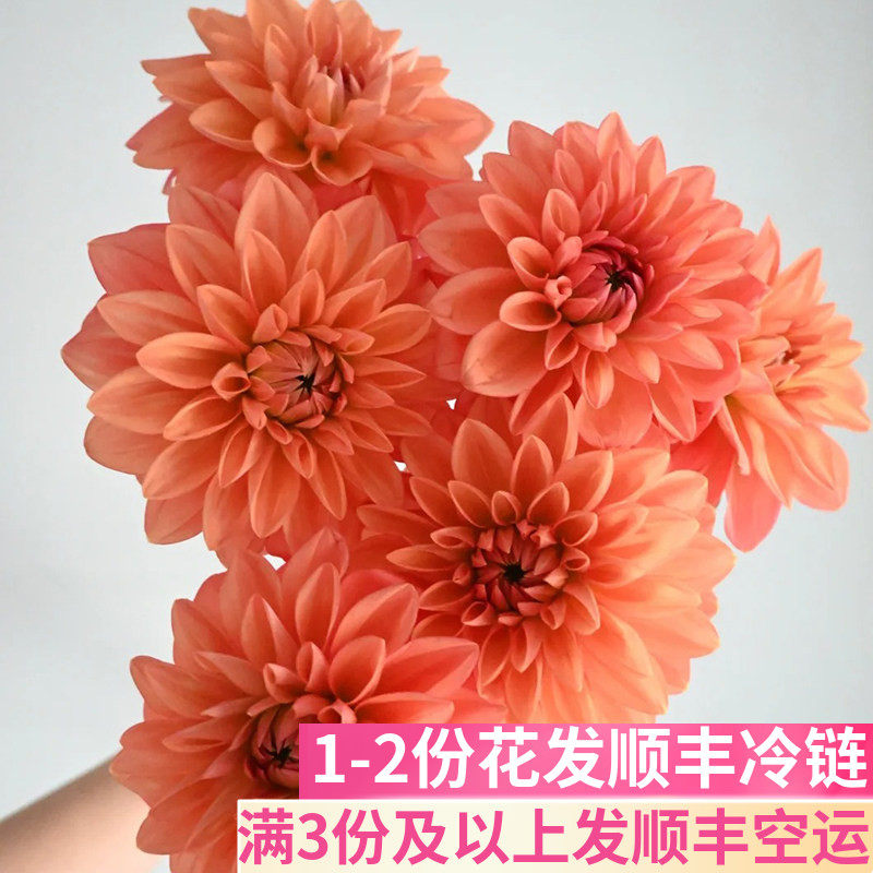 大丽花橙色小众基地直发