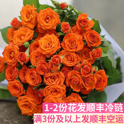 橙色芭比多头玫瑰鲜花基地直发