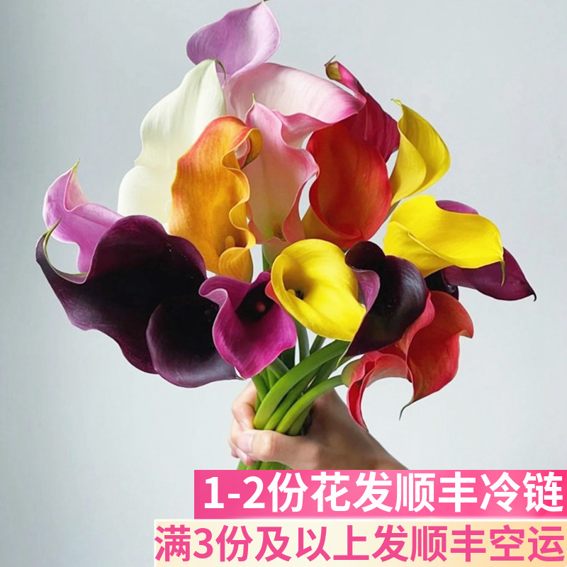 彩马彩色马蹄莲海芋基地直发