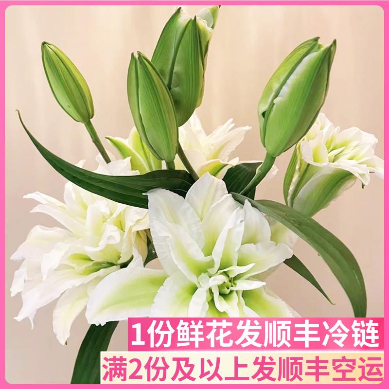 爱莎重瓣百合浪漫之星基地直发