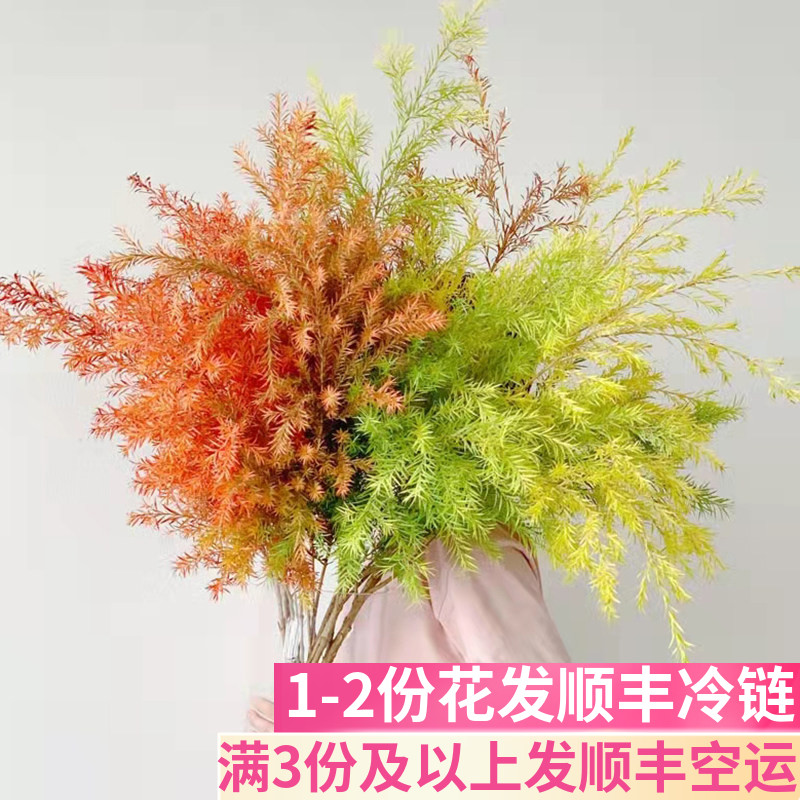 千层金黄金香柳鲜花水培斗南基地直发昆明花卉市场养插瓶花市真花