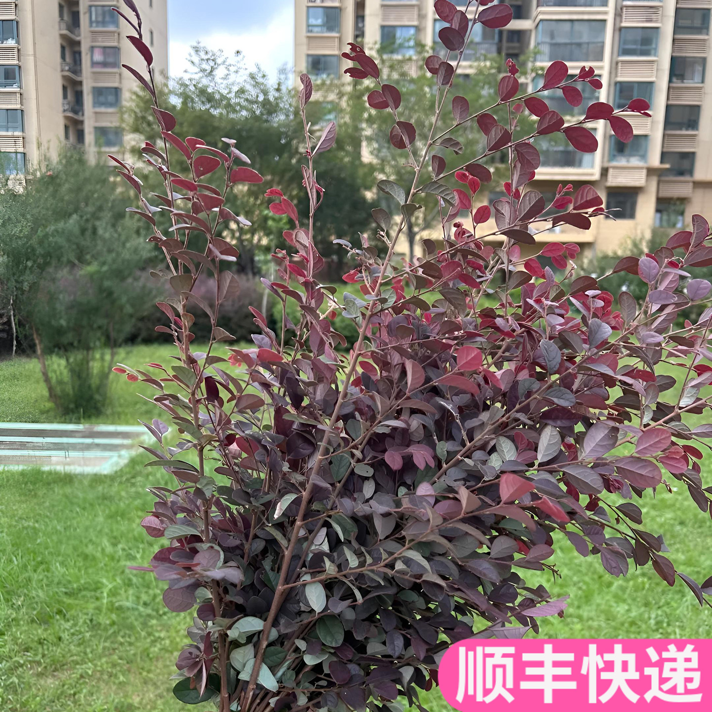 红继木配叶配花红花插花装饰花艺真花婚庆斗南基地直发花卉鲜切花