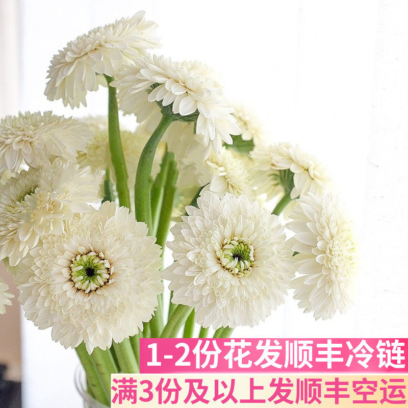 爱尔兰重瓣客厅鲜花基地直发