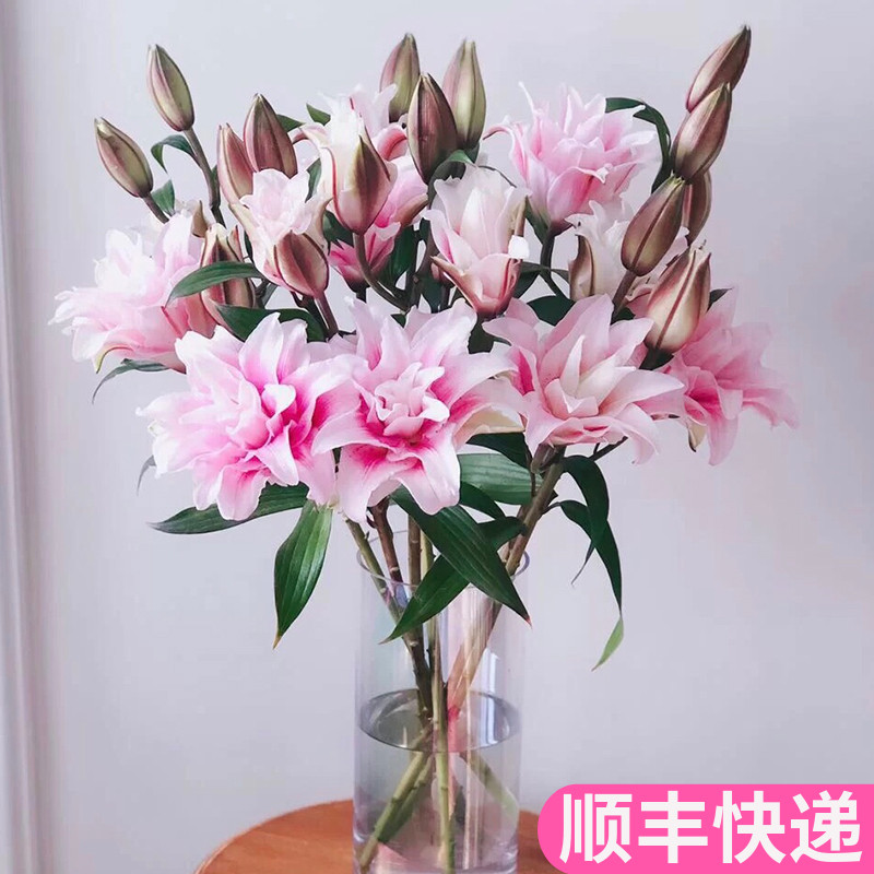 伊莎贝拉重瓣百合鲜切花基地直发