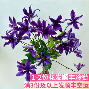 铁线莲鲜切花花艺插花小众稀有搭配文艺斗南基地直发昆明花卉市场