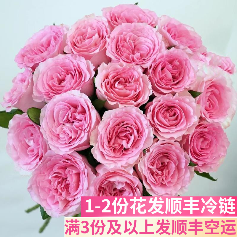 洛神玫瑰鲜花鲜切云南基地直发