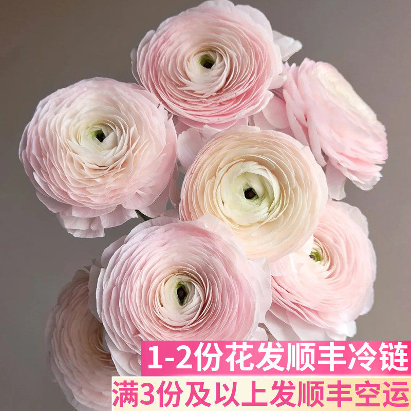 河内洋牡丹斗南基地直发