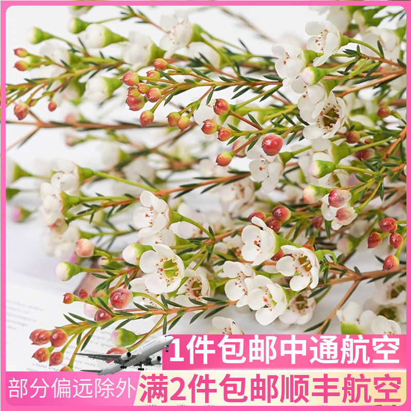 腊梅进口云南斗南鲜花基地直发昆明花卉市场批鲜切花发澳梅澳洲_虎窝淘
