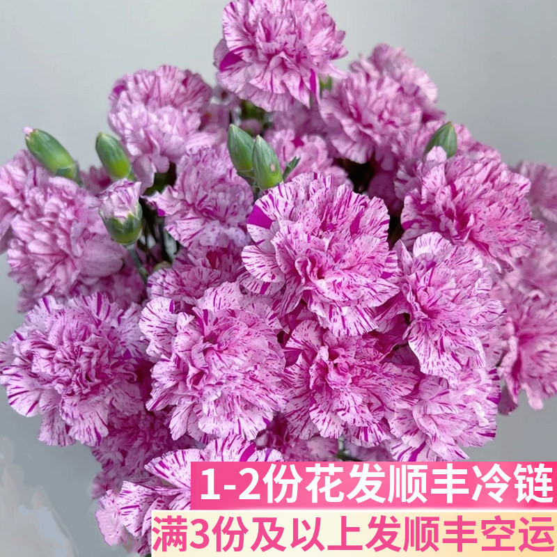 棒棒糖多头康乃馨鲜花基地直发