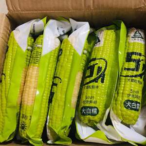 新货新货新日期5h天勤粒粒净甜糯玉米真空包装粘糯米黏玉米棒粗粮