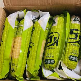 新货新货新日期5h天勤粒粒净甜糯玉米真空包装粘糯米黏玉米棒粗粮